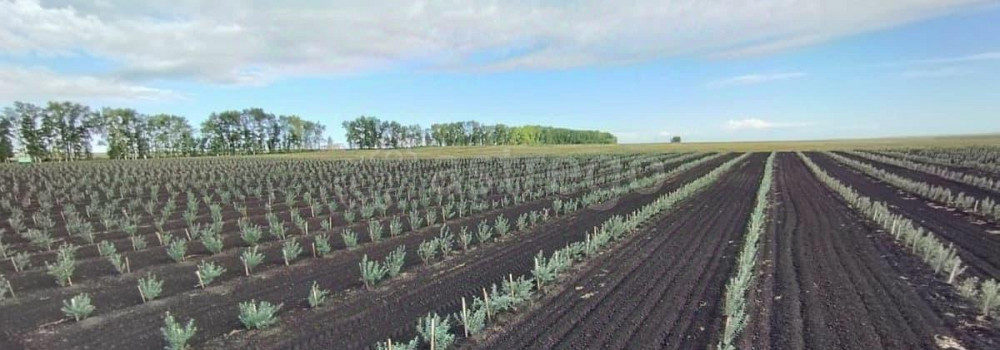 Коммерческий участок, 60 га Белокуриха - изображение 5