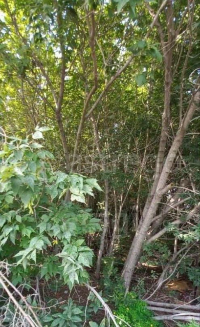 Земельный участок, 15 соток Красноярск - изображение 7