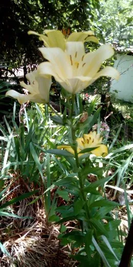 Продам дачу, 50 м2, Садовый участок 8 сот. Сочи - изображение 5