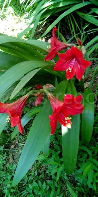 Продам дачу, 50 м2, Садовый участок 8 сот. Сочи - изображение 4