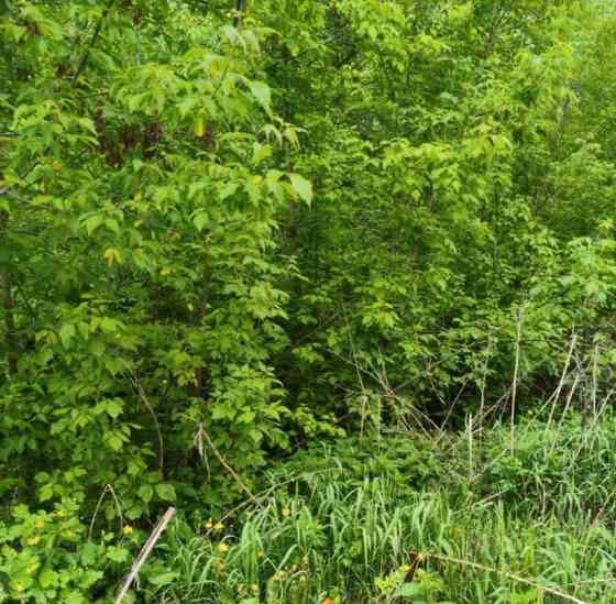 Земельный участок, 18.6 сотки Шатура