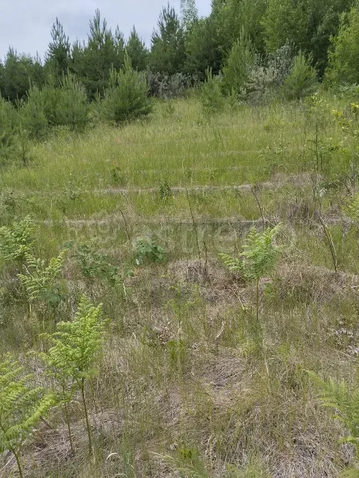 Продам участок, Садовый, 20 сот. Иркутск - изображение 3