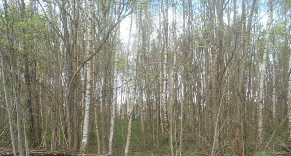 Земельный участок, 15.13 сотки Шаховская - изображение 1