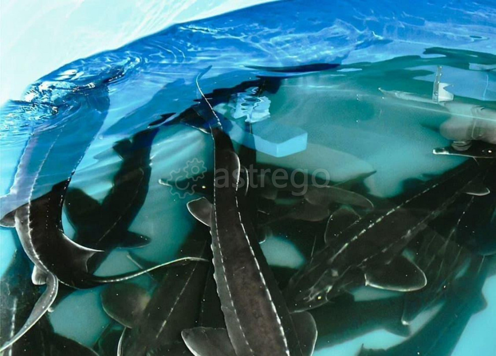 Производственное, 1000 м2 Благовещенск - изображение 2