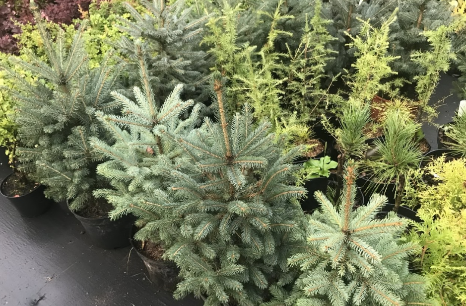 Флора Сибири ​Питомник Растений Красноярск - изображение 2