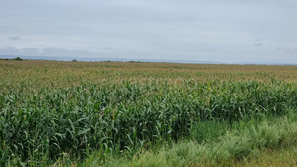 Сдам участок, Фермерский, 25200 сот., долгосрочно Благовещенск - изображение 1