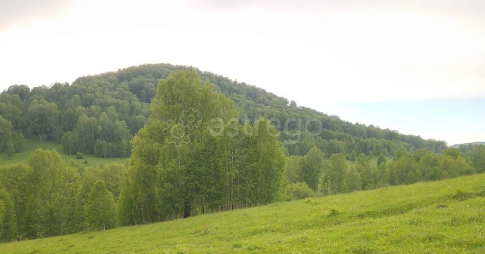 Земельный участок, 100 га Алтайское - изображение 4