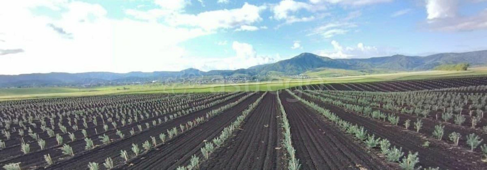 Коммерческий участок, 60 га Белокуриха - изображение 3