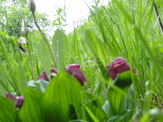 Продам участок, ИЖС, 25 сот. Шарыпово - изображение 10