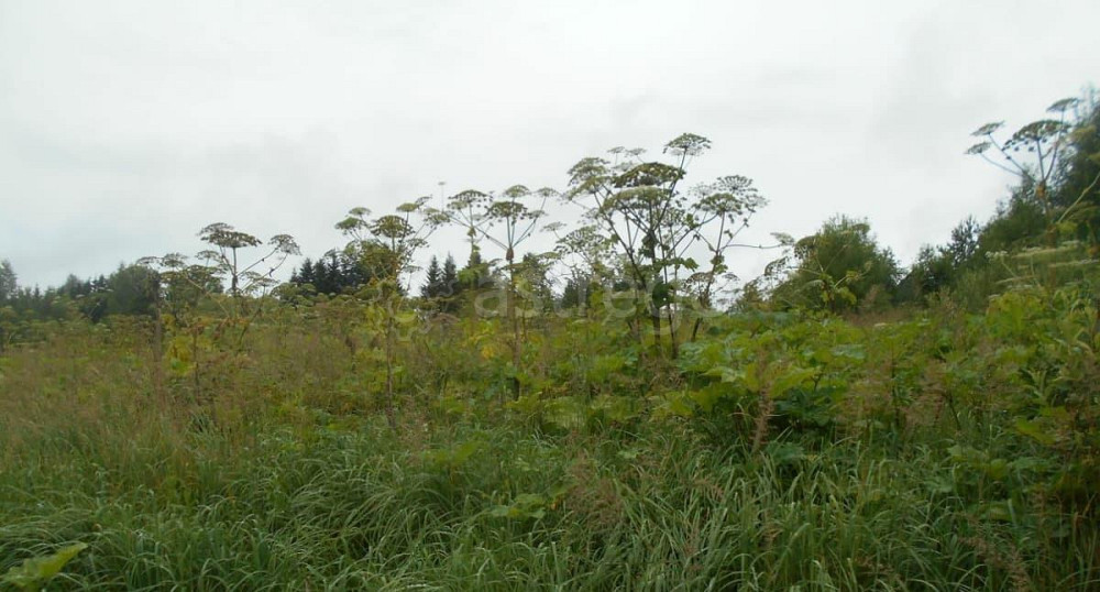 Земельный участок, 14.79 сотки Шаховская - изображение 1