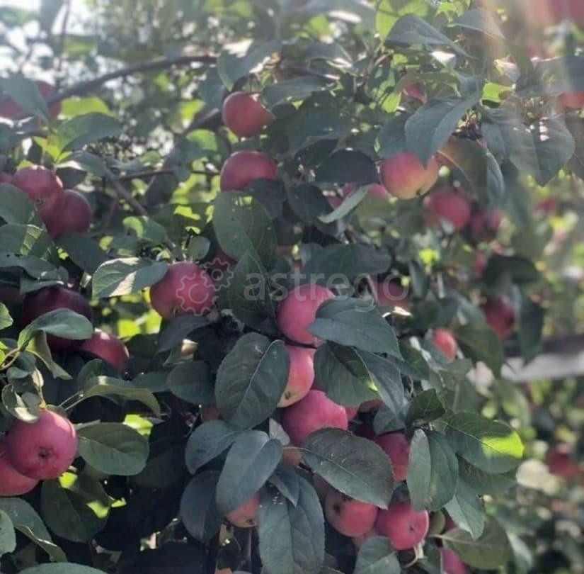 Дом, 178 м2, 17 соток, 1 эт. Барнаул - изображение 6