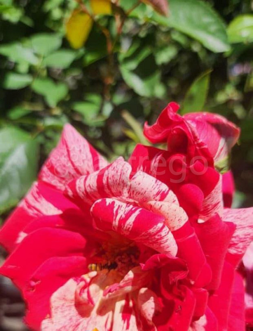 4-комн. квартира, 96 м2, 1/2 эт. Тында - изображение 7