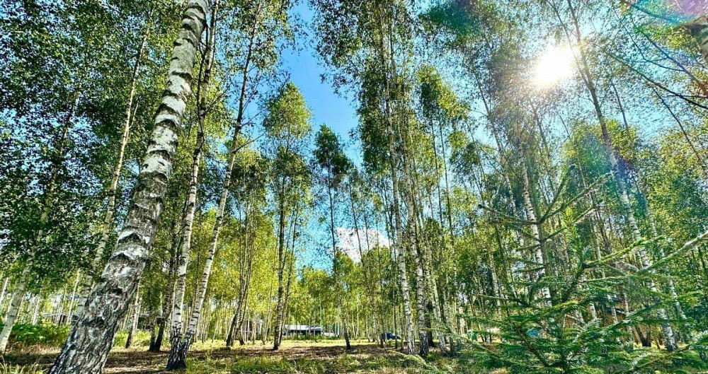 Земельный участок, 9 соток Домодедово - изображение 5