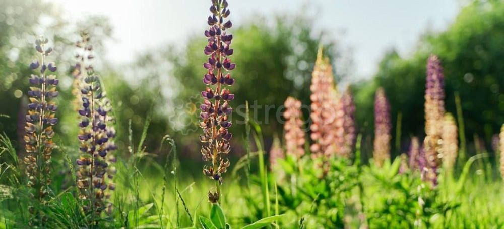 Коттедж, 273.1 м2, 12 соток Санкт-Петербург - изображение 7