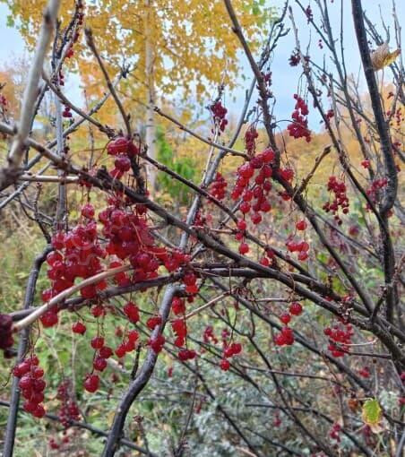 Земля с/х назначения, 12.38 га Кармаскалы - изображение 6