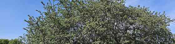 Земельный участок, 10.08 сотки Луховицы