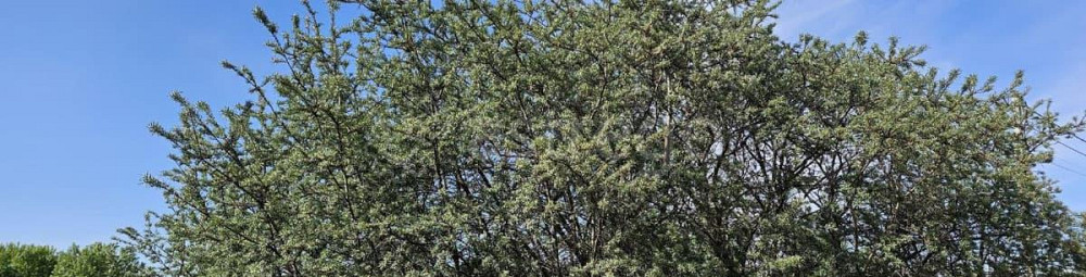 Земельный участок, 10.08 сотки Луховицы - изображение 2