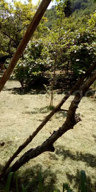 Продам дачу, 50 м2, Садовый участок 8 сот. Сочи - изображение 6