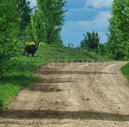 Земельный участок, 3.7 га Уфа - изображение 10