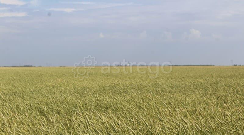 Земля с/х назначения, 10 га Адыгейск - изображение 1