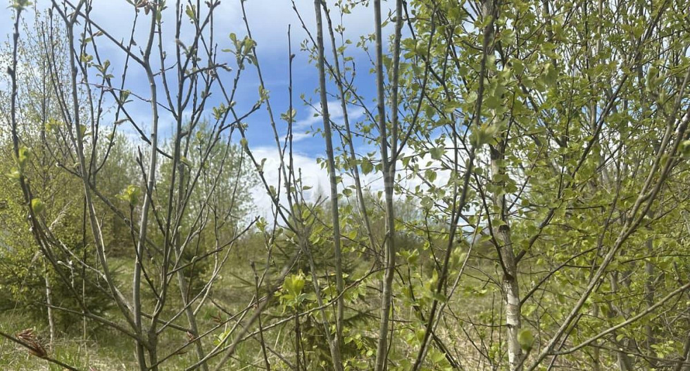 Земельный участок, 9 соток Истра - изображение 2