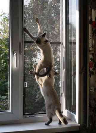 Сетка антикошка Челябинск