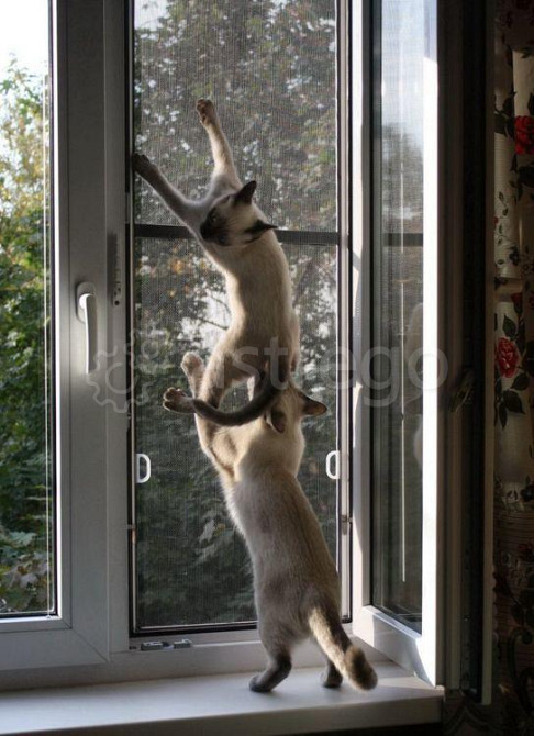 Сетка антикошка Челябинск - изображение 1