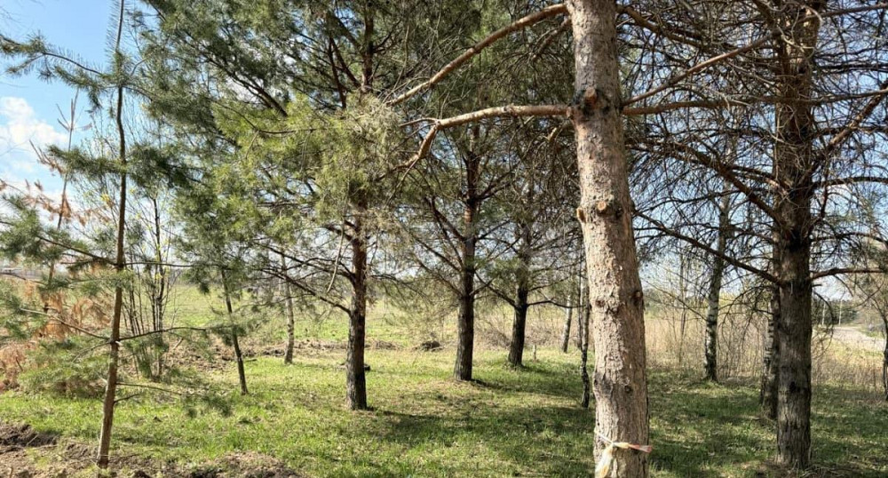 Земельный участок, 10.3 сотки Пушкино - изображение 4