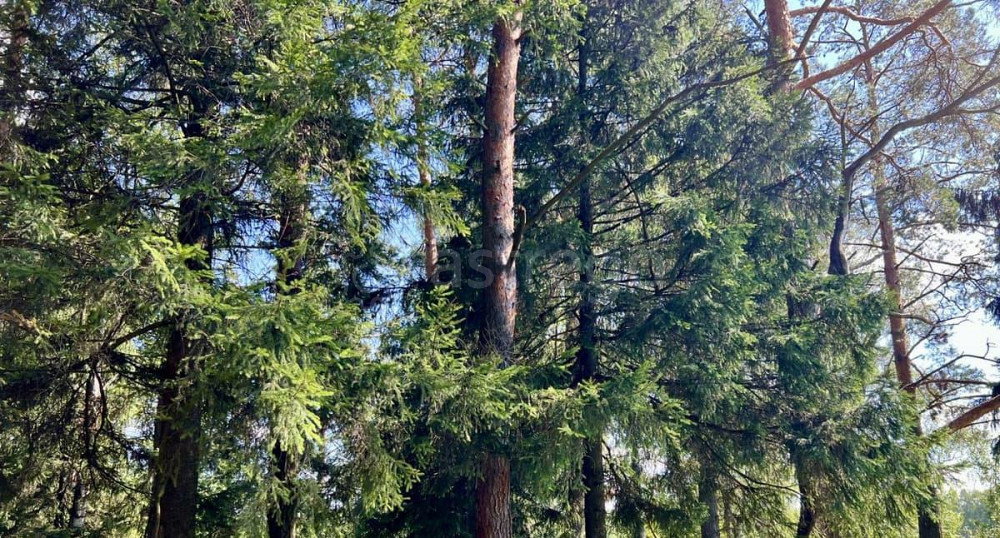 Земельный участок, 7 соток Пушкино - изображение 3