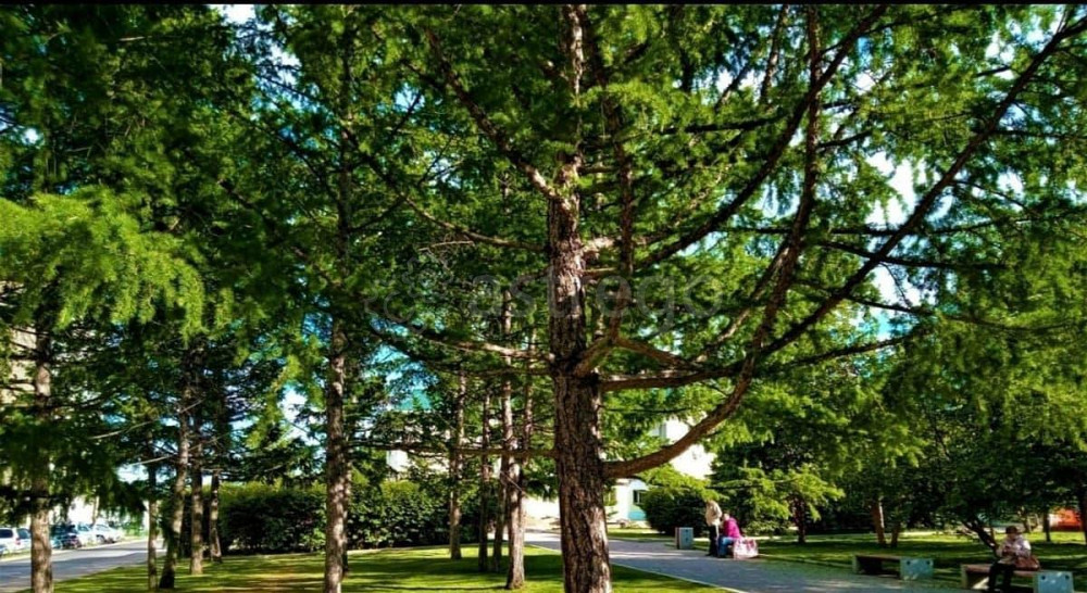 Комната, 15 м2, 5/9 эт. Красноярск - изображение 4