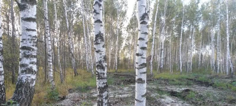 Земельный участок, 8.3 сотки Павловский Посад - изображение 10