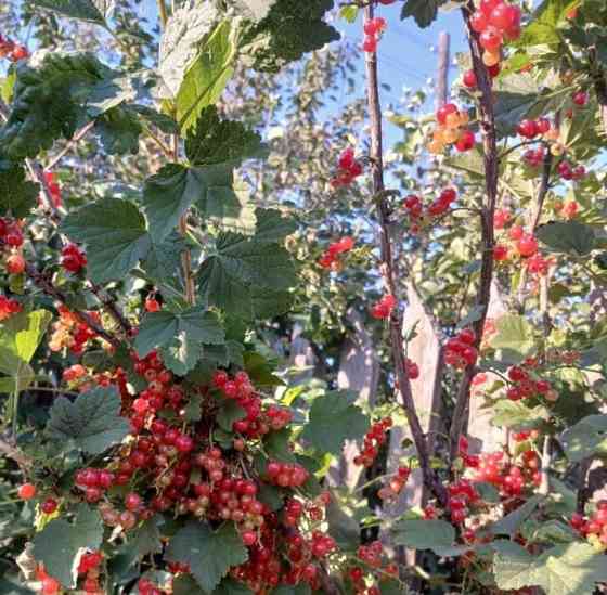 Дом, 80 м2, 8 соток, 1 эт. Лесосибирск