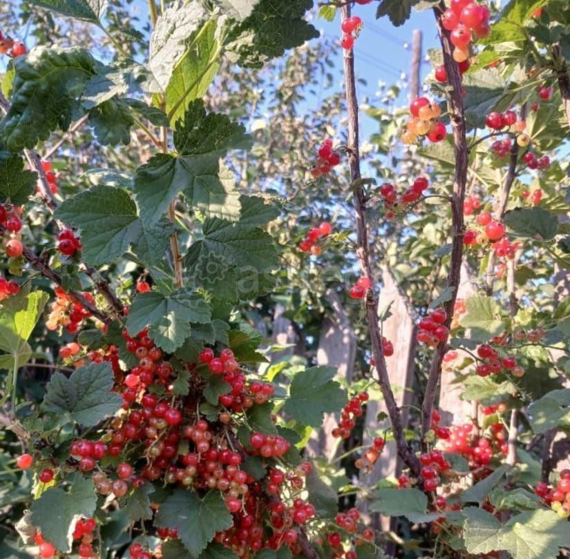 Дом, 80 м2, 8 соток, 1 эт. Лесосибирск - изображение 5