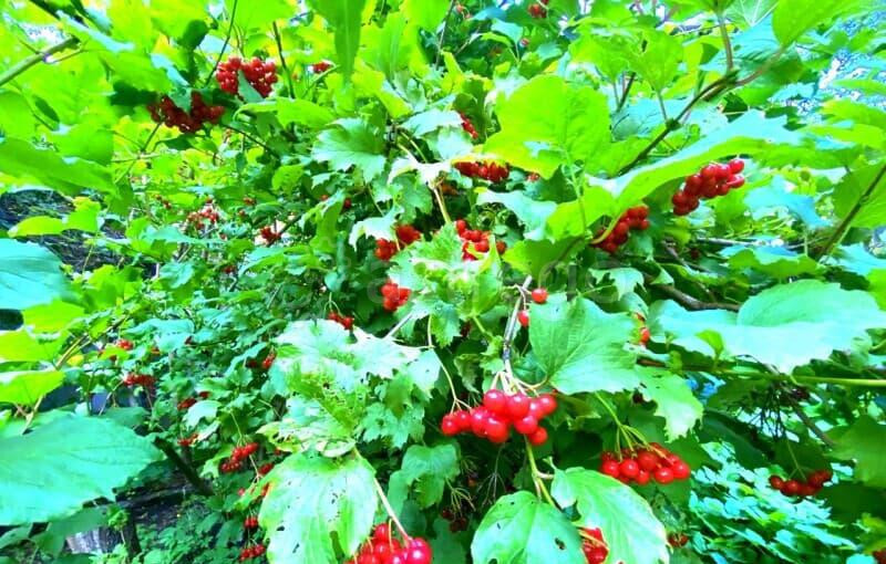 Дом, 64 м2 Егорьевск - изображение 10