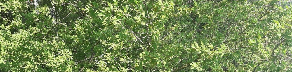 Земельный участок, 8 соток Уфа - изображение 1