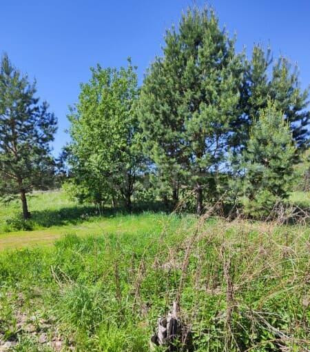 Земля с/х назначения, 9 соток Сосновоборск - изображение 3