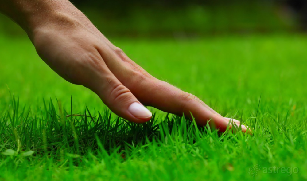 Флора Сибири ​Питомник Растений Красноярск - изображение 1