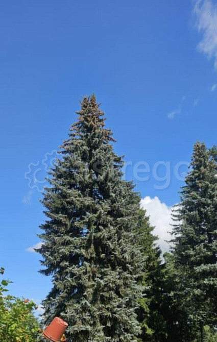 Земельный участок, 17.81 сотки Пушкино - изображение 4