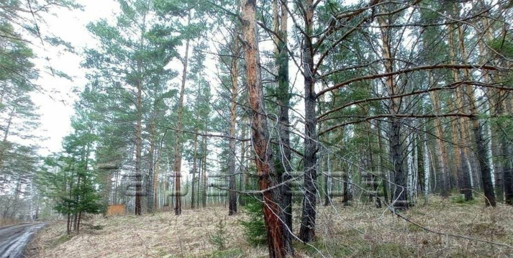 Земельный участок, 40 соток Емельяново - изображение 3