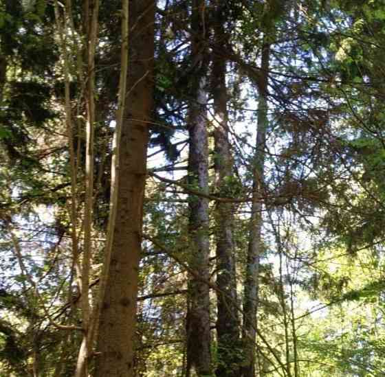 Земельный участок, 0.53 га Лобня