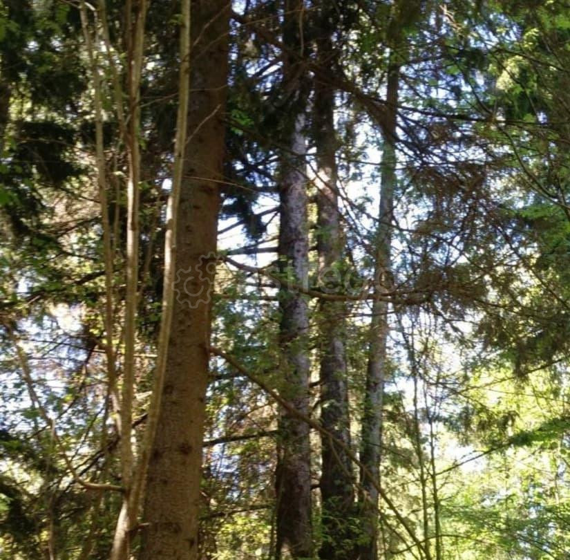 Земельный участок, 0.53 га Лобня - изображение 2