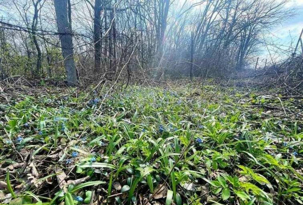 Дача, 25 м2, 4.5 сотки Стрелецкое - изображение 5