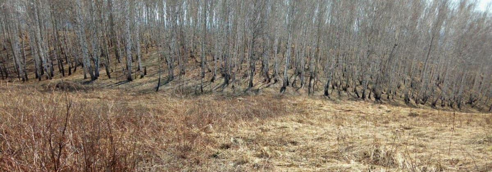Земельный участок, 40 соток Емельяново - изображение 3