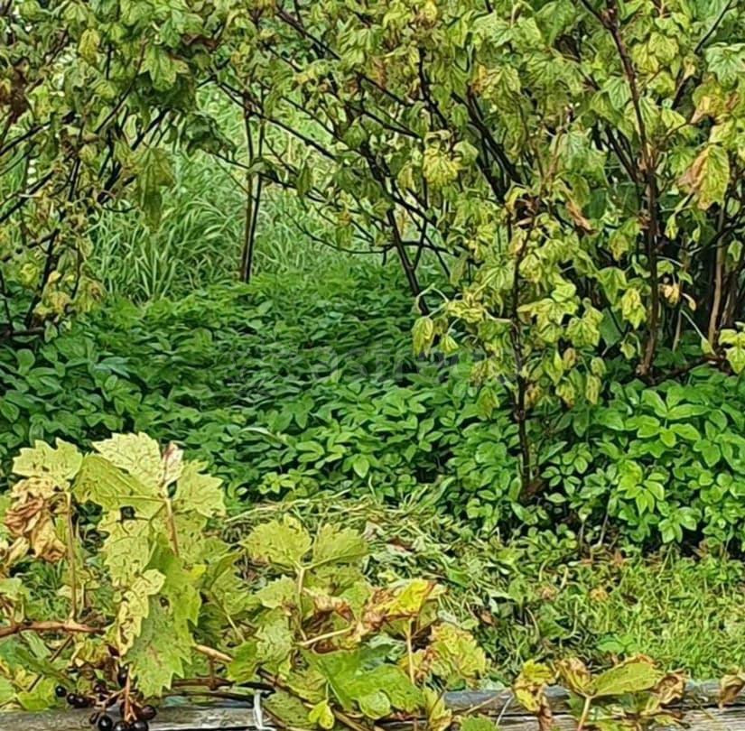 Земельный участок, 4 сотки Санкт-Петербург - изображение 6