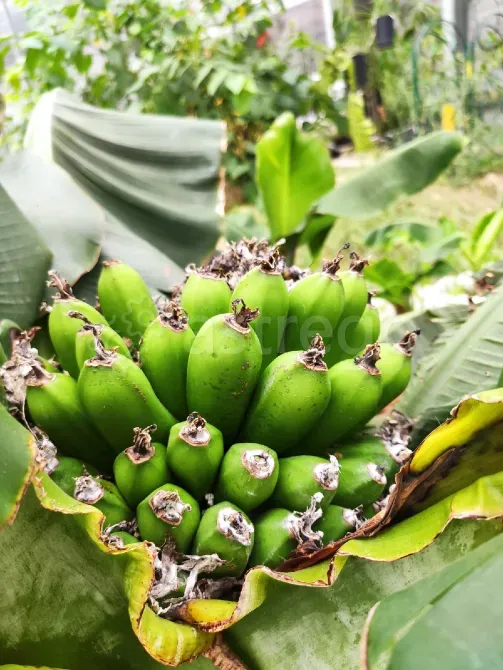 Продаётся Действующая Прибыльная Экоферма и Питомник Растений Тула - изображение 7