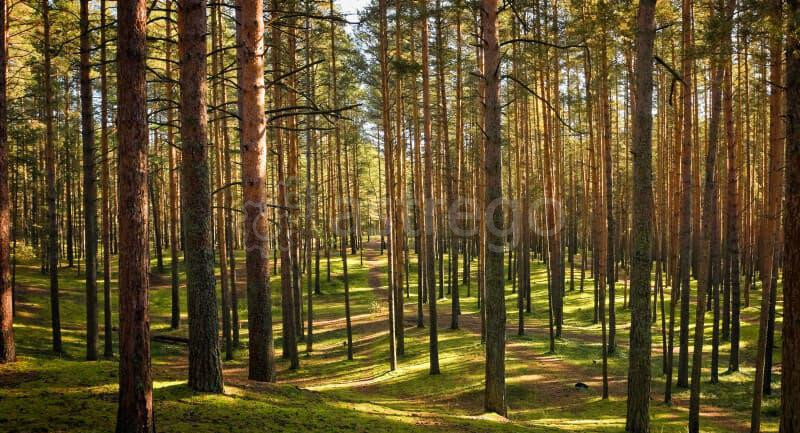 Земля под ИЖС, 8 соток Павловский Посад - изображение 5