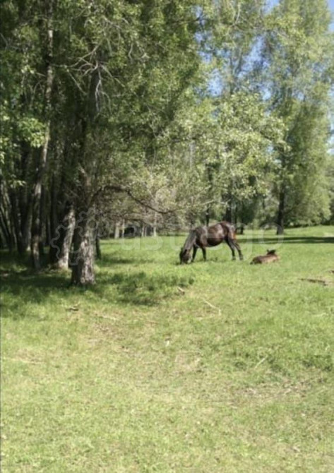 Земельный участок, 2 га Тальменка - изображение 5