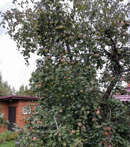 Дача, 60 м2 Чехов - изображение 2