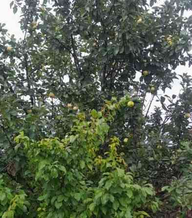 Дача, 20 м2 Красноярск