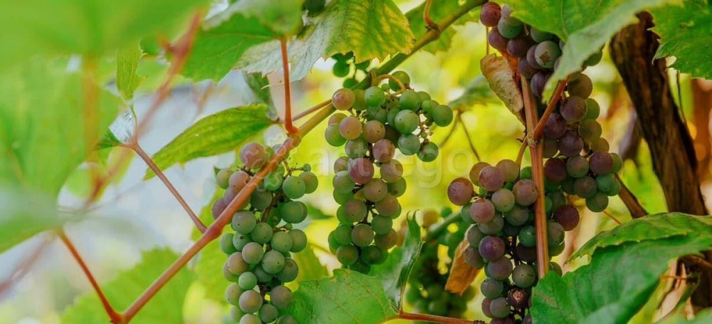 Дом, 342 м2, 5 соток, 3 эт. Санкт-Петербург - изображение 6